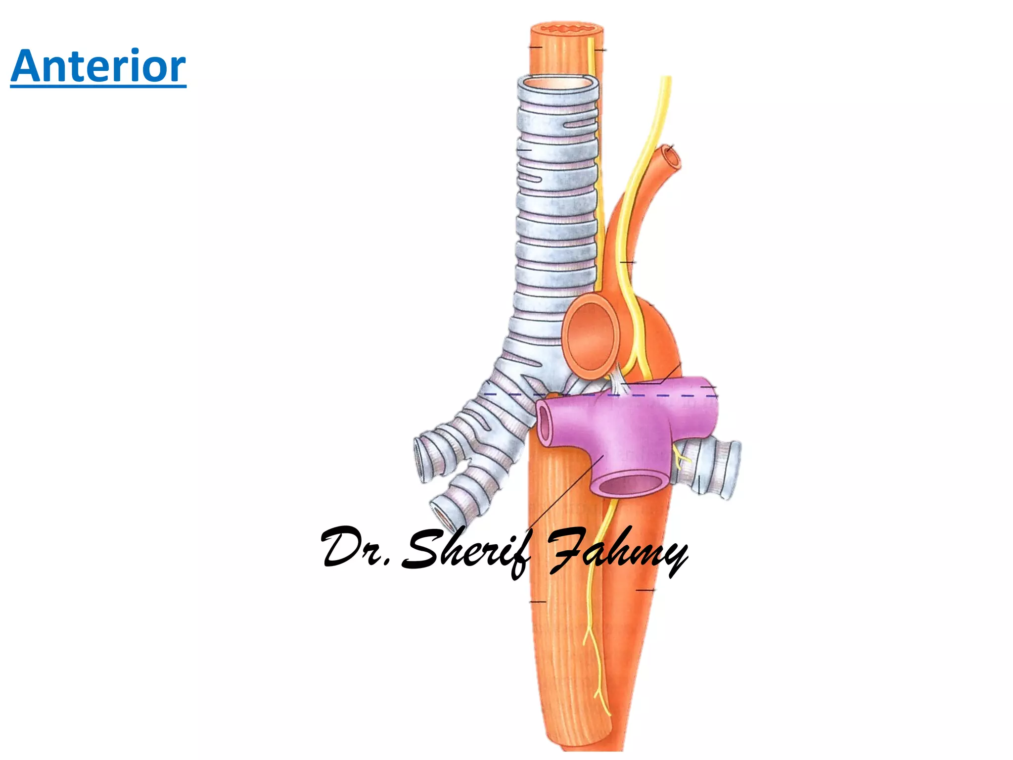 Anterior
Dr.Sherif Fahmy
 