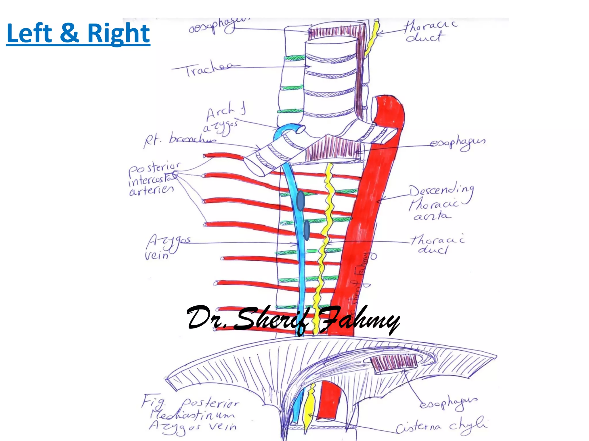 Left & Right
Dr.Sherif Fahmy
 