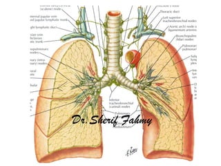 Truncus Sympathicus Toraks Thoracic part of Sympathetic Chain (Anatomy of the Thorax) | PPS