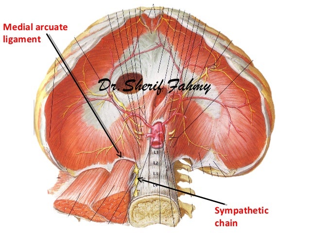 Thoracic part of Sympathetic Chain (Anatomy of the Thorax)