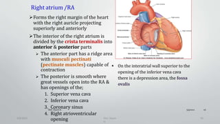 Pectinate Ridges Thoracic region note.pptx