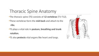 T12 Short Rib Thoracic Spine.pptxhhhhhhbbhnnjnnnnhhgggggg | PPTX