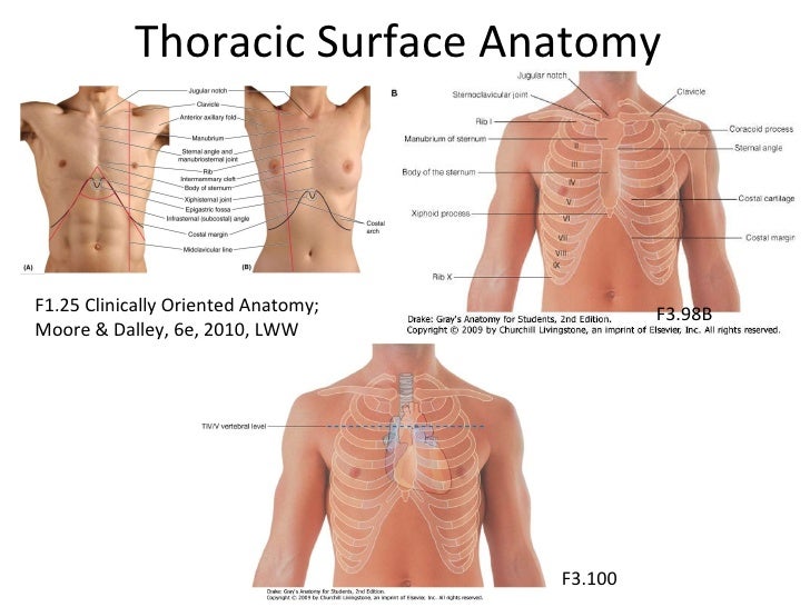 thoracic surface anatomy images surface anatomy