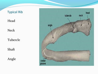 Thoracic wall | PPT