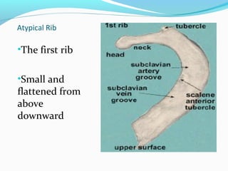 Thoracic wall | PPT