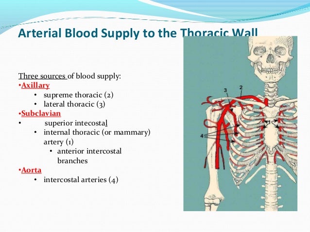 Thoracic wall