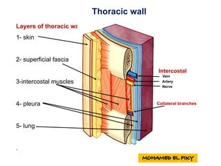 Thoracic wall
Layers of thoracic wall :
1- skin
2- superficial fascia
3-intercostal muscles
4- pleura
5- lung
.
Artery
Vein
Nerve
Intercostal
Collateral branches
 