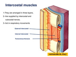 Intercostal muscles
1-They are arranged in three layers.
2- Are supplied by intercostal and
subcostal nerves.
3- Act in respiratory movements
External intercostal
Internal intercostal
Transversus thoracis
 