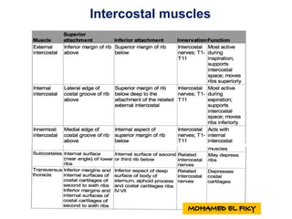 Intercostal muscles
 