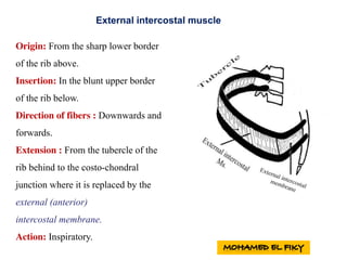 Origin: From the sharp lower border
of the rib above.
Insertion: In the blunt upper border
of the rib below.
Direction of fibers : Downwards and
forwards.
Extension : From the tubercle of the
rib behind to the costo-chondral
junction where it is replaced by the
external (anterior)
intercostal membrane.
Action: Inspiratory.
External intercostal muscle
 