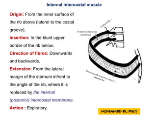 Internal intercostal muscle
Origin: From the inner surface of
the rib above (lateral to the costal
groove).
Insertion: In the blunt upper
border of the rib below.
Direction of fibres: Downwards
and backwards.
Extension: From the lateral
margin of the sternum infront to
the angle of the rib, where it is
replaced by the internal
(posterior) intercostal membrane.
Action : Expiratory.
 