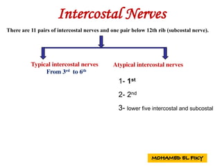 Intercostal Nerves
There are 11 pairs of intercostal nerves and one pair below 12th rib (subcostal nerve).
Typical intercostal nerves
From 3rd to 6th
Atypical intercostal nerves
1- 1st
2- 2nd
3- lower five intercostal and subcostal
 