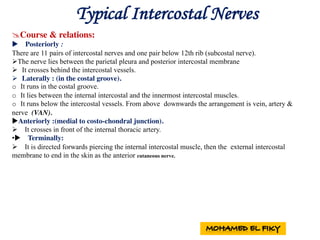 @Course & relations:
u Posteriorly : Intercostal nerves
There are 11 pairs of intercostal nerves and one pair below 12th rib (subcostal nerve).
ØThe nerve lies between the parietal pleura and posterior intercostal membrane
Ø It crosses behind the intercostal vessels.
Ø Laterally : (in the costal groove).
o It runs in the costal groove.
o It lies between the internal intercostal and the innermost intercostal muscles.
o It runs below the intercostal vessels. From above downwards the arrangement is vein, artery &
nerve (VAN).
uAnteriorly :(medial to costo-chondral junction).
Ø It crosses in front of the internal thoracic artery.
•u Terminally:
Ø It is directed forwards piercing the internal intercostal muscle, then the external intercostal
membrane to end in the skin as the anterior cutaneous nerve.
Typical Intercostal Nerves
 