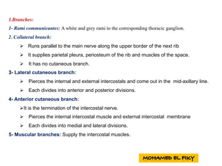 1.Branches:
1- Rami communicantes: A white and grey rami to the corresponding thoracic ganglion.
2. Collateral branch:
Ø Runs parallel to the main nerve along the upper border of the next rib
Ø It supplies parietal pleura, periosteum of the rib and muscles of the space.
Ø It has no cutaneous branch.
3- Lateral cutaneous branch:
Ø Pierces the internal and external intercostals and come out in the mid-axillary line.
Ø Each divides into anterior and posterior divisions.
4- Anterior cutaneous branch:
ØIt is the termination of the intercostal nerve.
Ø Pierces the internal intercostal muscle and external intercostal membrane
Ø Each divides into medial and lateral divisions.
5- Muscular branches: Supply the intercostal muscles.
 