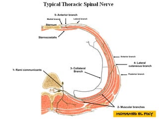 1- Rami communicants
2- Muscular branches
3- Collateral
Branch
4- Lateral
cutaneous branch
Anterior branch
Posterior branch
Sternocostalis
Sternum
5- Anterior branch
Lateral branchMedial branch
 