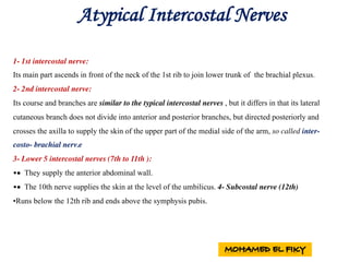 Atypical Intercostal Nerves
1- 1st intercostal nerve:
Its main part ascends in front of the neck of the 1st rib to join lower trunk of the brachial plexus.
2- 2nd intercostal nerve:
Its course and branches are similar to the typical intercostal nerves , but it differs in that its lateral
cutaneous branch does not divide into anterior and posterior branches, but directed posteriorly and
crosses the axilla to supply the skin of the upper part of the medial side of the arm, so called inter-
costo- brachial nerv.e
3- Lower 5 intercostal nerves (7th to 11th ):
•• They supply the anterior abdominal wall.
•• The 10th nerve supplies the skin at the level of the umbilicus. 4- Subcostal nerve (12th)
•Runs below the 12th rib and ends above the symphysis pubis.
 