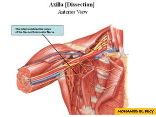 The intercostobrachial nerve
of the Second Intercostal Nerve
 