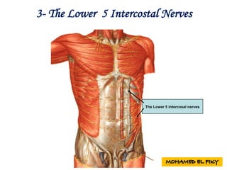 The Lower 5 intercosal nerves
3- The Lower 5 Intercostal Nerves
 