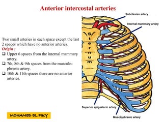 Two small arteries in each space except the last
2 spaces which have no anterior arteries.
Origin :
q Upper 6 spaces from the internal mammary
artery.
q 7th, 8th & 9th spaces from the musculo-
phrenic artery.
q 10th & 11th spaces there are no anterior
arteries.
Anterior intercostal arteries
Subclavian artery
Internal mammary artery
Superior epigasteric artery
Musclophrenic artery
 