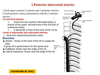 1.Posterior intercostal arteries
1.Each space contains 2 anterior and 1 posterior arteries.
2.Each posterior artery anastomoses with the 2 anterior
arteries.
1st and 2nd arteries:
Ø Arise from the superior intercostal artery, a
branch of the costo- cervical trunk of the 2nd part of
subclavian artery.
Ø It descends in front of the neck of the 1st rib.
Lower 9 intercostal and subcostal arteries:
Ø Arise from descending thoracic aorta.
Branches:
· Dorsal: - Arises at the neck of the rib to supply the
back.
- It gives off a spinal branch for the spinal cord.
· Collateral: Arises near the angle of the rib.
· Lateral cutaneous: Arises near the angle of the rib.
 