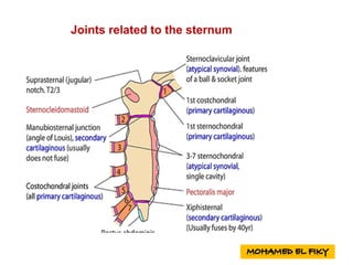 Joints related to the sternum
 