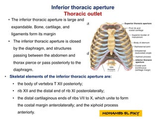 • The inferior thoracic aperture is large and
expandable. Bone, cartilage, and
ligaments form its margin
• The inferior thoracic aperture is closed
by the diaphragm, and structures
passing between the abdomen and
thorax pierce or pass posteriorly to the
diaphragm.
Inferior thoracic aperture
Thoracic outlet
• Skeletal elements of the inferior thoracic aperture are:
• the body of vertebra T XII posteriorly;
• rib XII and the distal end of rib XI posterolaterally;
• the distal cartilaginous ends of ribs VII to X, which unite to form
the costal margin anterolaterally; and the xiphoid process
anteriorly.
 