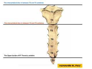 The intervertebral disc in between T2 and T3 vertebrae
The intervertebral disc in between T4 and T5 vertebrae
The Upper border of 9th
Thoracic vertebra
T3
T4
T5
T6
T7
T8
T9
 