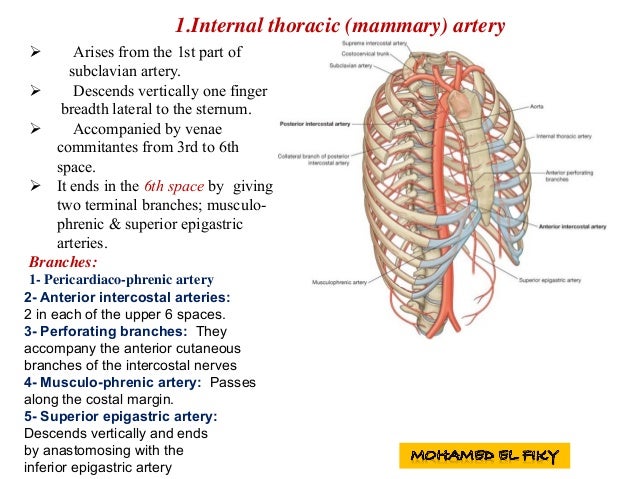 costal groove vein artery nerve