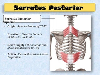 Thoracic wall.pptx ppt of thoracic cavity | PPTX