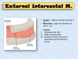 Rib Origin Thoracic wall.pptx ppt of thoracic cavity | PPTX