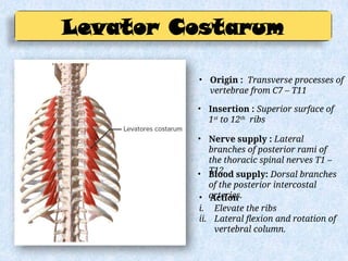 Thoracic wall.pptx ppt of thoracic cavity | PPTX