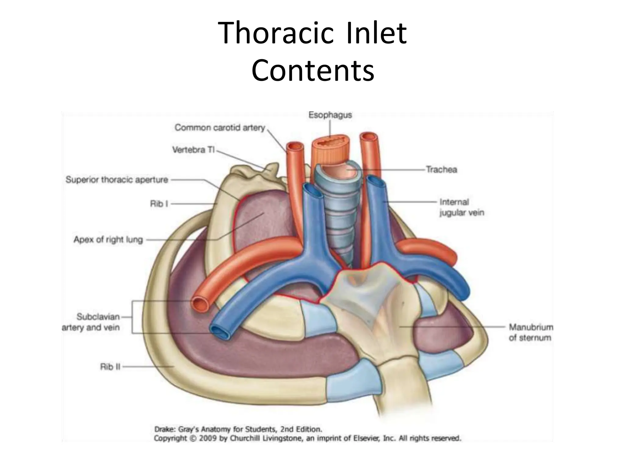 thoracic_wall_5-2-15.pptx