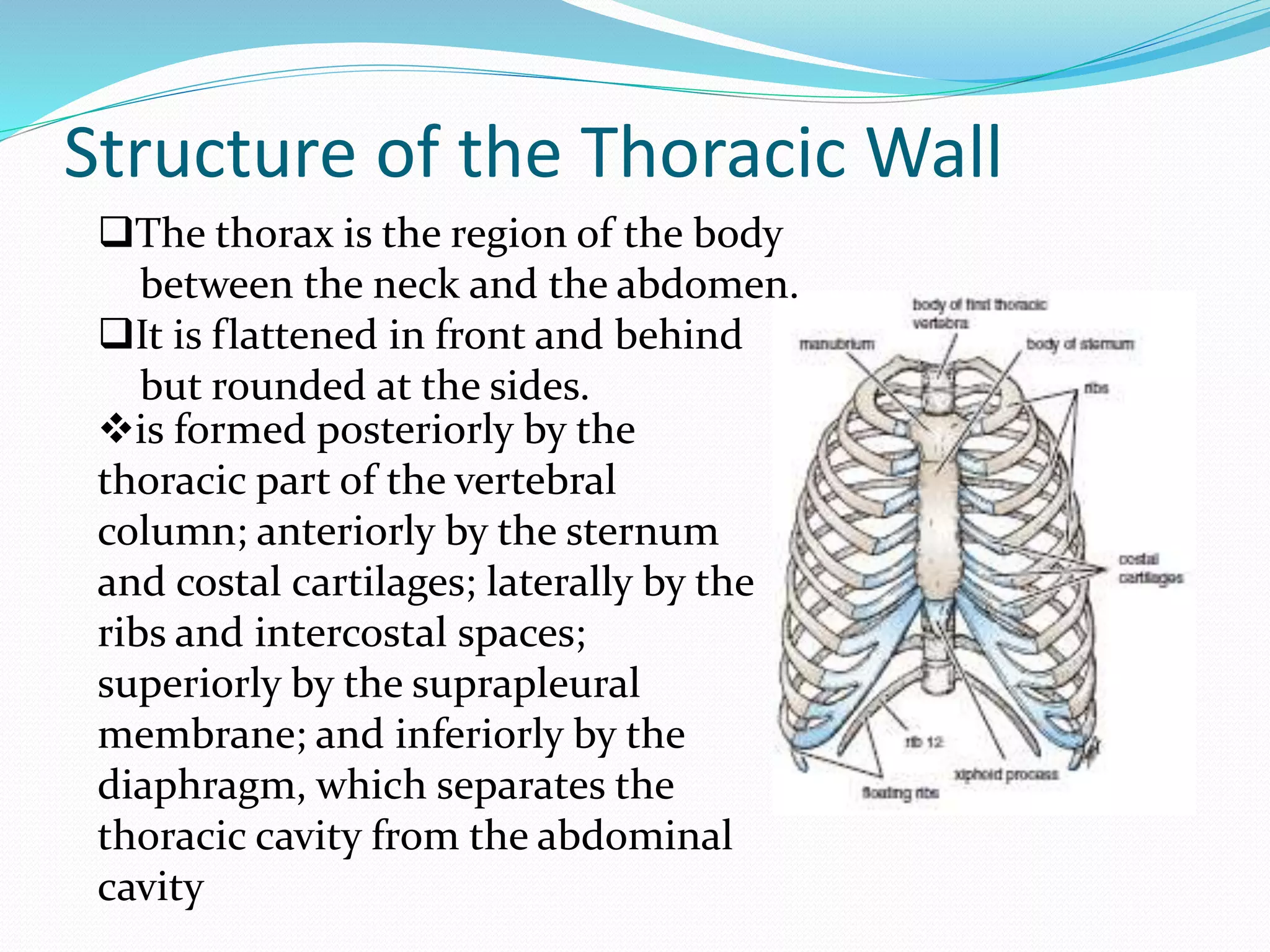 Thoracic Wall 1 PPTX