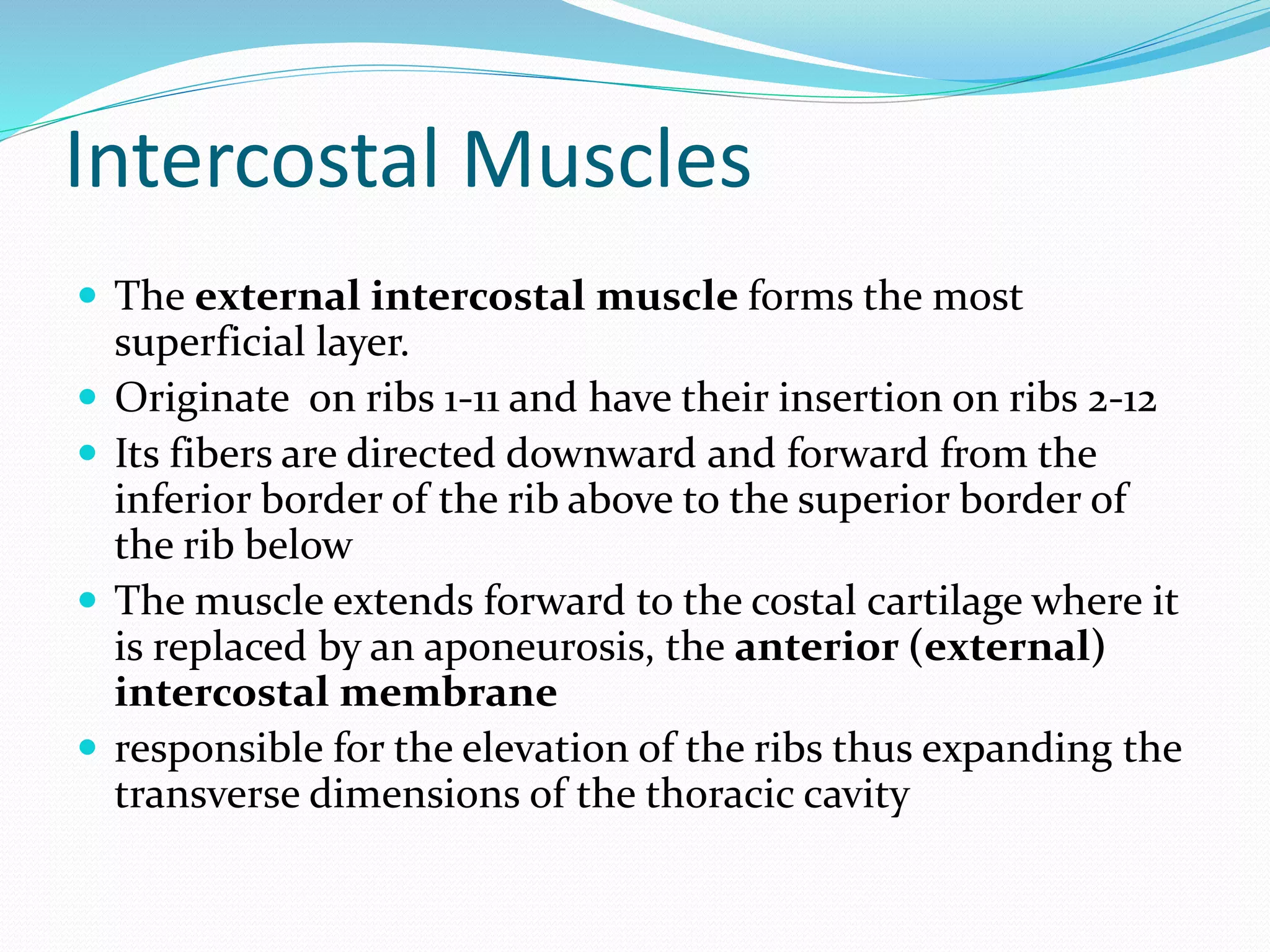 Intercostal Muscles
 The external intercostal muscle forms the most
superficial layer.
 Originate on ribs 1-11 and have their insertion on ribs 2-12
 Its fibers are directed downward and forward from the
inferior border of the rib above to the superior border of
the rib below
 The muscle extends forward to the costal cartilage where it
is replaced by an aponeurosis, the anterior (external)
intercostal membrane
 responsible for the elevation of the ribs thus expanding the
transverse dimensions of the thoracic cavity
 