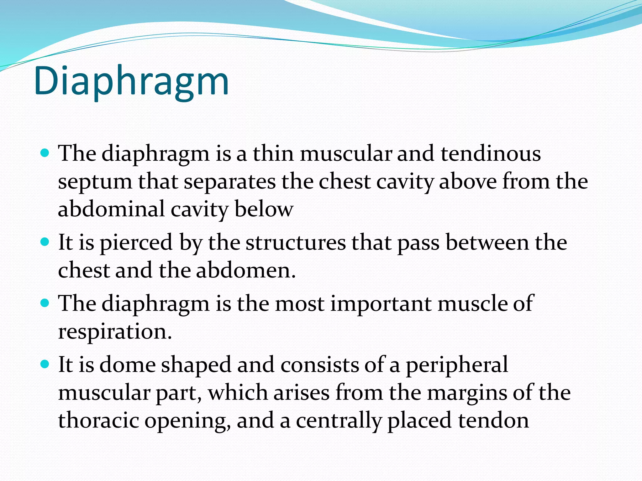 Diaphragm
 The diaphragm is a thin muscular and tendinous
septum that separates the chest cavity above from the
abdominal cavity below
 It is pierced by the structures that pass between the
chest and the abdomen.
 The diaphragm is the most important muscle of
respiration.
 It is dome shaped and consists of a peripheral
muscular part, which arises from the margins of the
thoracic opening, and a centrally placed tendon
 