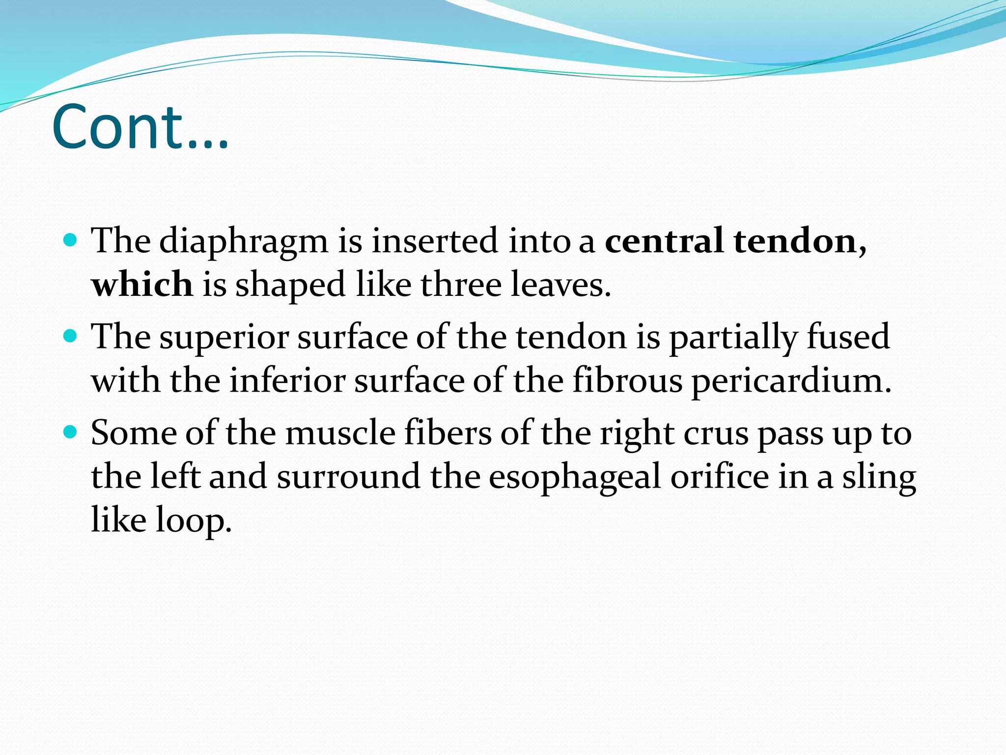 Cont…
 The diaphragm is inserted into a central tendon,
which is shaped like three leaves.
 The superior surface of the tendon is partially fused
with the inferior surface of the fibrous pericardium.
 Some of the muscle fibers of the right crus pass up to
the left and surround the esophageal orifice in a sling
like loop.
 