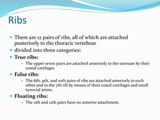 Ribs
 There are 12 pairs of ribs, all of which are attached
posteriorly to the thoracic vertebrae
 divided into three categories:
 True ribs:
 The upper seven pairs are attached anteriorly to the sternum by their
costal cartilages
 False ribs:
 The 8th, 9th, and 10th pairs of ribs are attached anteriorly to each
other and to the 7th rib by means of their costal cartilages and small
synovial joints.
 Floating ribs:
 The 11th and 12th pairs have no anterior attachment.
 