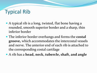 Typical Rib
 A typical rib is a long, twisted, flat bone having a
rounded, smooth superior border and a sharp, thin
inferior border
 The inferior border overhangs and forms the costal
groove, which accommodates the intercostal vessels
and nerve. The anterior end of each rib is attached to
the corresponding costal cartilage
 A rib has a head, neck, tubercle, shaft, and angle
 