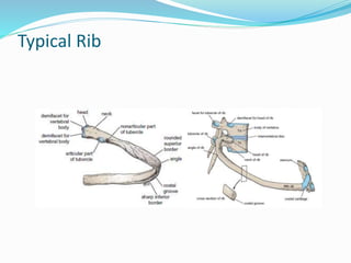 Typical Rib
 
