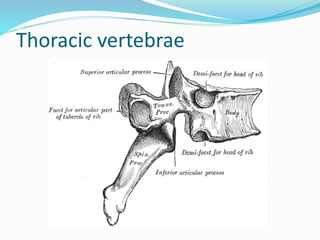 Thoracic vertebrae
 
