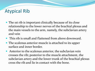 Atypical Rib
 The 1st rib is important clinically because of its close
relationship to the lower nerves of the brachial plexus and
the main vessels to the arm, namely, the subclavian artery
and vein
 This rib is small and flattened from above downward.
 The scalenus anterior muscle is attached to its upper
surface and inner border.
 Anterior to the scalenus anterior, the subclavian vein
crosses the rib; posterior to the muscle attachment, the
subclavian artery and the lower trunk of the brachial plexus
cross the rib and lie in contact with the bone.
 