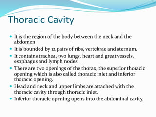 Thoracic Cavity
 It is the region of the body between the neck and the
abdomen
 It is bounded by 12 pairs of ribs, vertebrae and sternum.
 It contains trachea, two lungs, heart and great vessels,
esophagus and lymph nodes.
 There are two openings of the thorax, the superior thoracic
opening which is also called thoracic inlet and inferior
thoracic opening.
 Head and neck and upper limbs are attached with the
thoracic cavity through thoracic inlet.
 Inferior thoracic opening opens into the abdominal cavity.
 