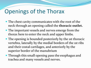 Openings of the Thorax
 The chest cavity communicates with the root of the
neck through an opening called the thoracic outlet.
 The important vessels and nerves emerge from the
thorax here to enter the neck and upper limbs.
 The opening is bounded posteriorly by the 1st thoracic
vertebra, laterally by the medial borders of the 1st ribs
and their costal cartilages, and anteriorly by the
superior border of the manubrium
 Through this small opening pass the esophagus and
trachea and many vessels and nerves.
 