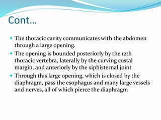 Cont…
 The thoracic cavity communicates with the abdomen
through a large opening.
 The opening is bounded posteriorly by the 12th
thoracic vertebra, laterally by the curving costal
margin, and anteriorly by the xiphisternal joint
 Through this large opening, which is closed by the
diaphragm, pass the esophagus and many large vessels
and nerves, all of which pierce the diaphragm
 