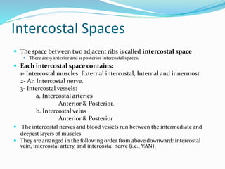 Intercostal Spaces
 The space between two adjacent ribs is called intercostal space
 There are 9 anterior and 11 posterior intercostal spaces.
 Each intercostal space contains:
1- Intercostal muscles: External intercostal, Internal and innermost
2- An Intercostal nerve.
3- Intercostal vessels:
a. Intercostal arteries
Anterior & Posterior.
b. Intercostal veins
Anterior & Posterior
 The intercostal nerves and blood vessels run between the intermediate and
deepest layers of muscles
 They are arranged in the following order from above downward: intercostal
vein, intercostal artery, and intercostal nerve (i.e., VAN).
 