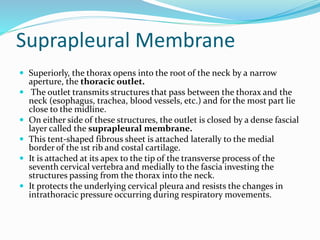 Suprapleural Membrane
 Superiorly, the thorax opens into the root of the neck by a narrow
aperture, the thoracic outlet.
 The outlet transmits structures that pass between the thorax and the
neck (esophagus, trachea, blood vessels, etc.) and for the most part lie
close to the midline.
 On either side of these structures, the outlet is closed by a dense fascial
layer called the suprapleural membrane.
 This tent-shaped fibrous sheet is attached laterally to the medial
border of the 1st rib and costal cartilage.
 It is attached at its apex to the tip of the transverse process of the
seventh cervical vertebra and medially to the fascia investing the
structures passing from the thorax into the neck.
 It protects the underlying cervical pleura and resists the changes in
intrathoracic pressure occurring during respiratory movements.
 