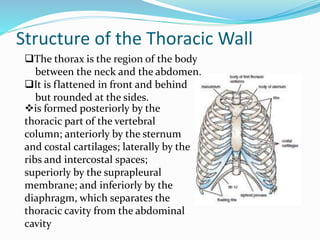 Structure of the Thoracic Wall
is formed posteriorly by the
thoracic part of the vertebral
column; anteriorly by the sternum
and costal cartilages; laterally by the
ribs and intercostal spaces;
superiorly by the suprapleural
membrane; and inferiorly by the
diaphragm, which separates the
thoracic cavity from the abdominal
cavity
The thorax is the region of the body
between the neck and the abdomen.
It is flattened in front and behind
but rounded at the sides.
 