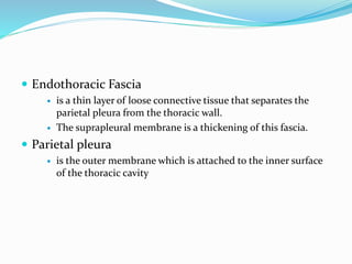  Endothoracic Fascia
 is a thin layer of loose connective tissue that separates the
parietal pleura from the thoracic wall.
 The suprapleural membrane is a thickening of this fascia.
 Parietal pleura
 is the outer membrane which is attached to the inner surface
of the thoracic cavity
 