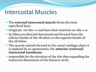 Intercostal Muscles
 The external intercostal muscle forms the most
superficial layer.
 Originate on ribs 1-11 and have their insertion on ribs 2-12
 Its fibers are directed downward and forward from the
inferior border of the rib above to the superior border of
the rib below
 The muscle extends forward to the costal cartilage where it
is replaced by an aponeurosis, the anterior (external)
intercostal membrane
 responsible for the elevation of the ribs thus expanding the
transverse dimensions of the thoracic cavity
 