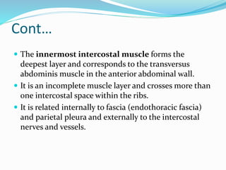 Cont…
 The innermost intercostal muscle forms the
deepest layer and corresponds to the transversus
abdominis muscle in the anterior abdominal wall.
 It is an incomplete muscle layer and crosses more than
one intercostal space within the ribs.
 It is related internally to fascia (endothoracic fascia)
and parietal pleura and externally to the intercostal
nerves and vessels.
 
